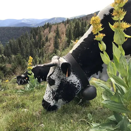 Amelie, Sauna, Au Coeur Des Vosges *