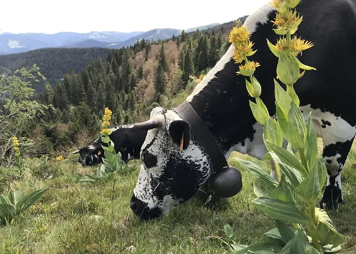 Amelie, Sauna, Au Coeur Des Vosges *